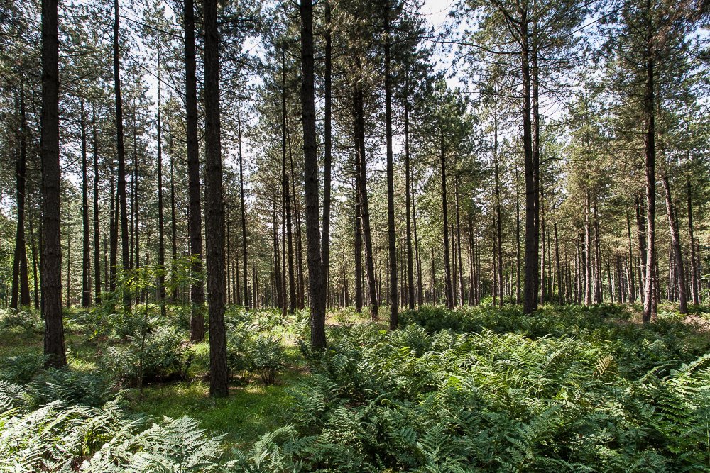 foret